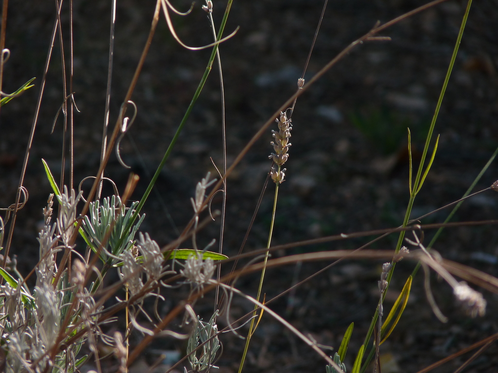 No s'ha trobat l'arxiu